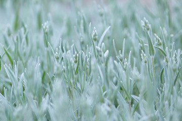 Muted light green background. Pale green stems of spring blooming flowers. Close up photo, selective focus