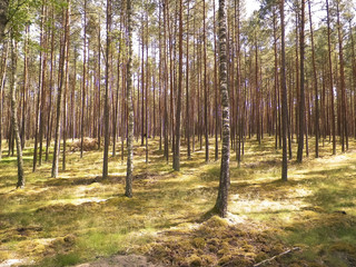 Landscape of Tuchola Forest, South Kashubia, Poland.