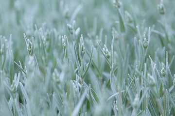 Muted light green background. Pale green stems of spring blooming flowers. Close up photo, selective focus