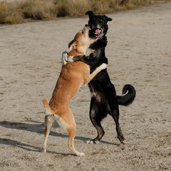 two dogs brown and black stand and play together