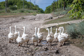 Flock of geese on a road in Stircea village with large Polish minority in Moldova