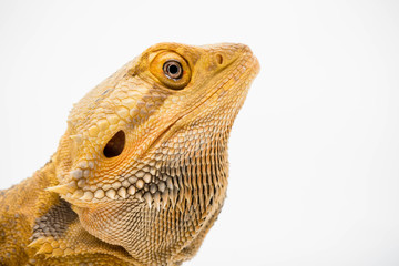 A Bearded Dragon reptile