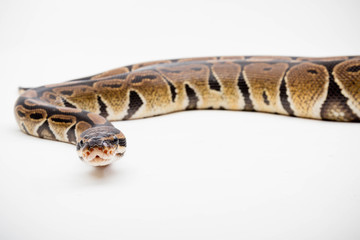 A Royal/Ball Python