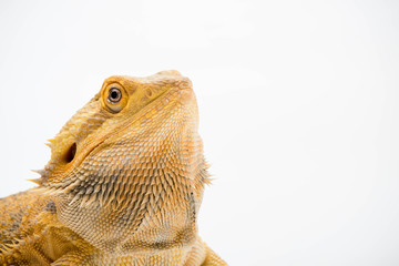A Bearded Dragon reptile