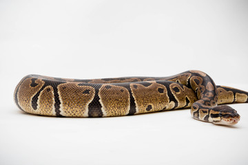 Naklejka premium A Royal/Ball Python