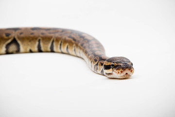 A Royal/Ball Python