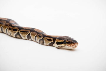 A Royal/Ball Python