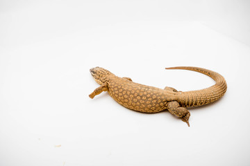 An Ackie/Spiny Tail Monitor