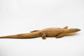 An Ackie/Spiny Tail Monitor