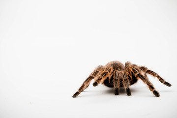 A Chilli Rose Tarantula Spider