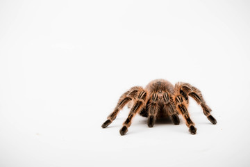 A Chilli Rose Tarantula Spider