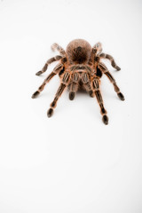 A Chilli Rose Tarantula Spider