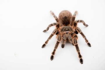 A Chilli Rose Tarantula Spider