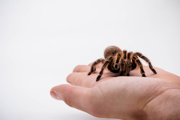 A Chilli Rose Tarantula Spider