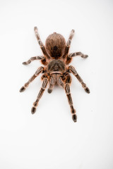 A Chilli Rose Tarantula Spider