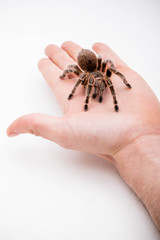 A Chilli Rose Tarantula Spider