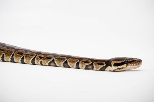 A Royal/Ball Python