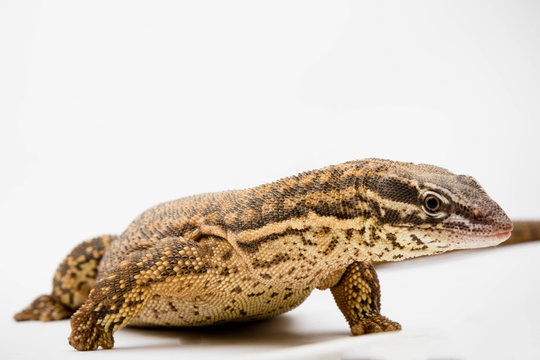An Ackie/Spiny Tail Monitor