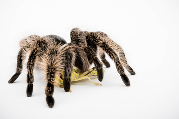 A Honduran Curly Hair Tarantula
