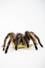 A Honduran Curly Hair Tarantula