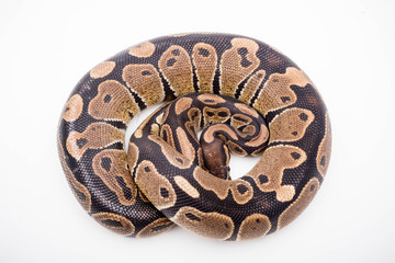 A Royal/Ball Python