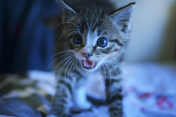 chat chaton animal de compagnie bébé miaule