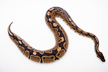 A Royal/Ball Python