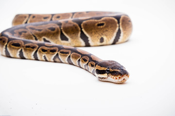 A Royal/Ball Python