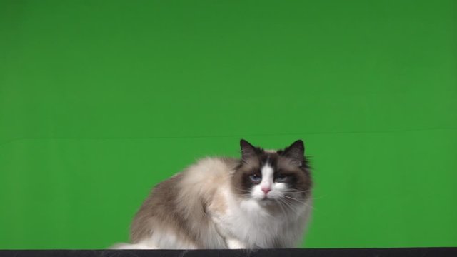 Cat Ragdoll Green Screen