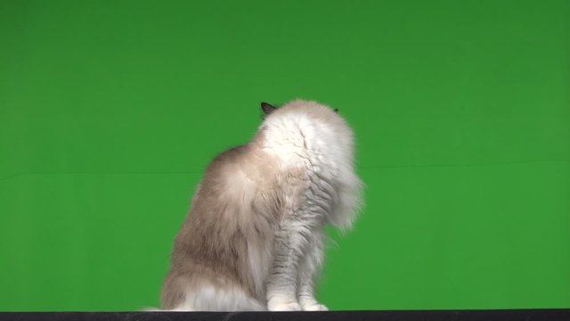 Cat ragdoll green screen