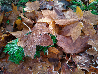 Hoarfrost on bright autumn leaves