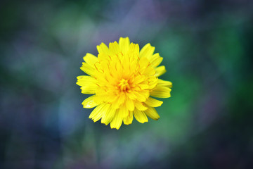 Fleur jaune, flore macro