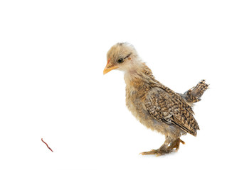 Little chicken saw a worm isolated on a white background.