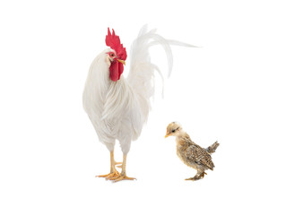 Big white rooster and little chicken isolated on white background.