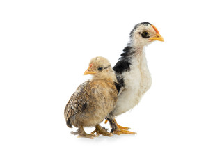 Little Cockerel and chicken isolated on a white background.