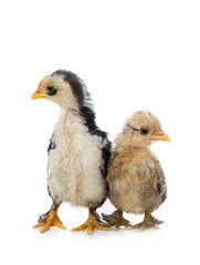 Little Cockerel and chicken isolated on a white background.