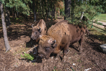 Wisents in enclosure in Kiermusy village in Podlasie region of Poland