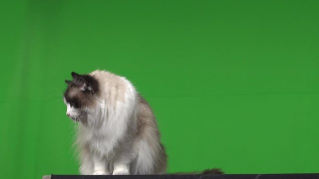 Cat ragdoll green screen