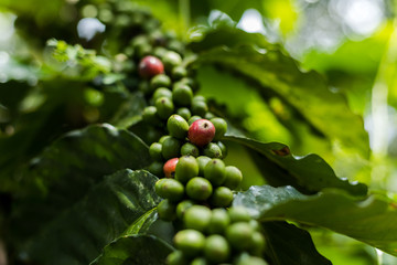 Coffee Plant. Coffee beans growing on a branch of coffee tree. Close up Branch of a coffee tree with ripe fruits.
