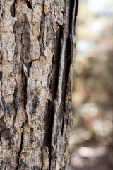 Close up, textured bark of a pine tree with soft focused and bokeh forest background ~BARK OF A TREE~