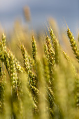wheat ears