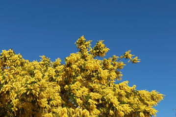 Acacia dealbata