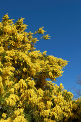 Fototapeta premium Acacia dealbata