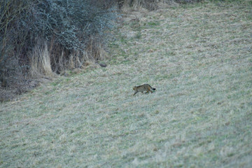 European wildcat catches a rodent in a meadow