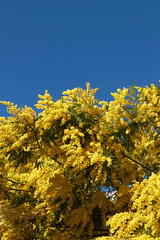 Acacia dealbata