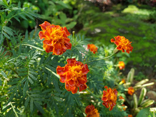 Close up of beautiful Marigold flower 