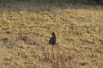 European wildcat  crawls on the meadow and lurks on prey