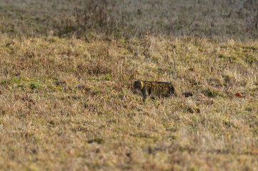 European wildcat catches a rodent in a meadow
