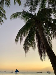 palm trees and blue sky