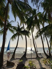palm trees on the beach
